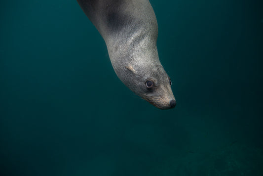 Fur Seal Portrait